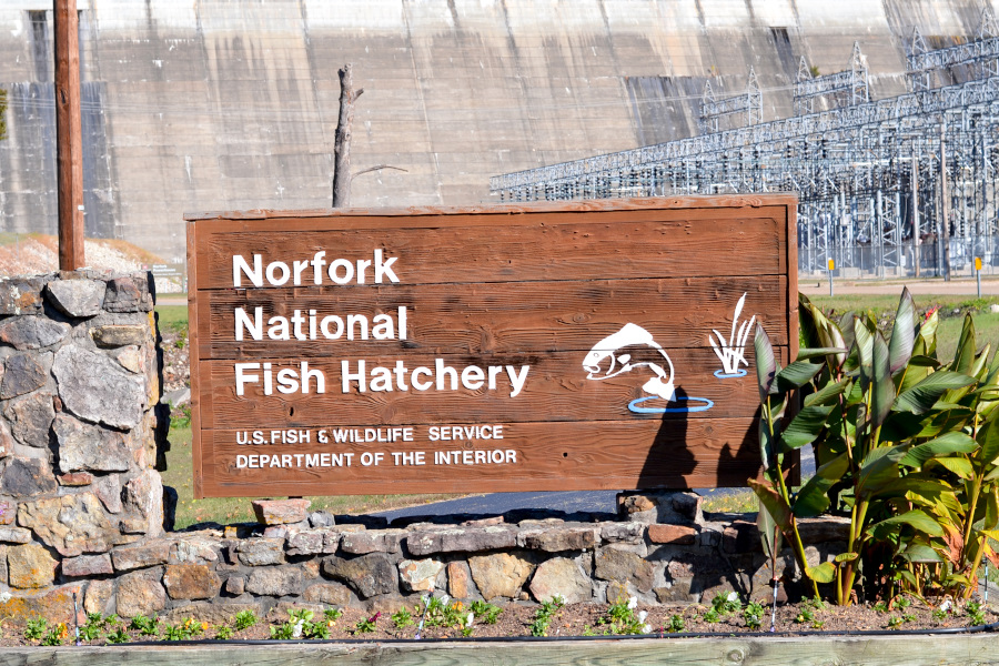 Norfork National Fish Hatchery Only In Arkansas
