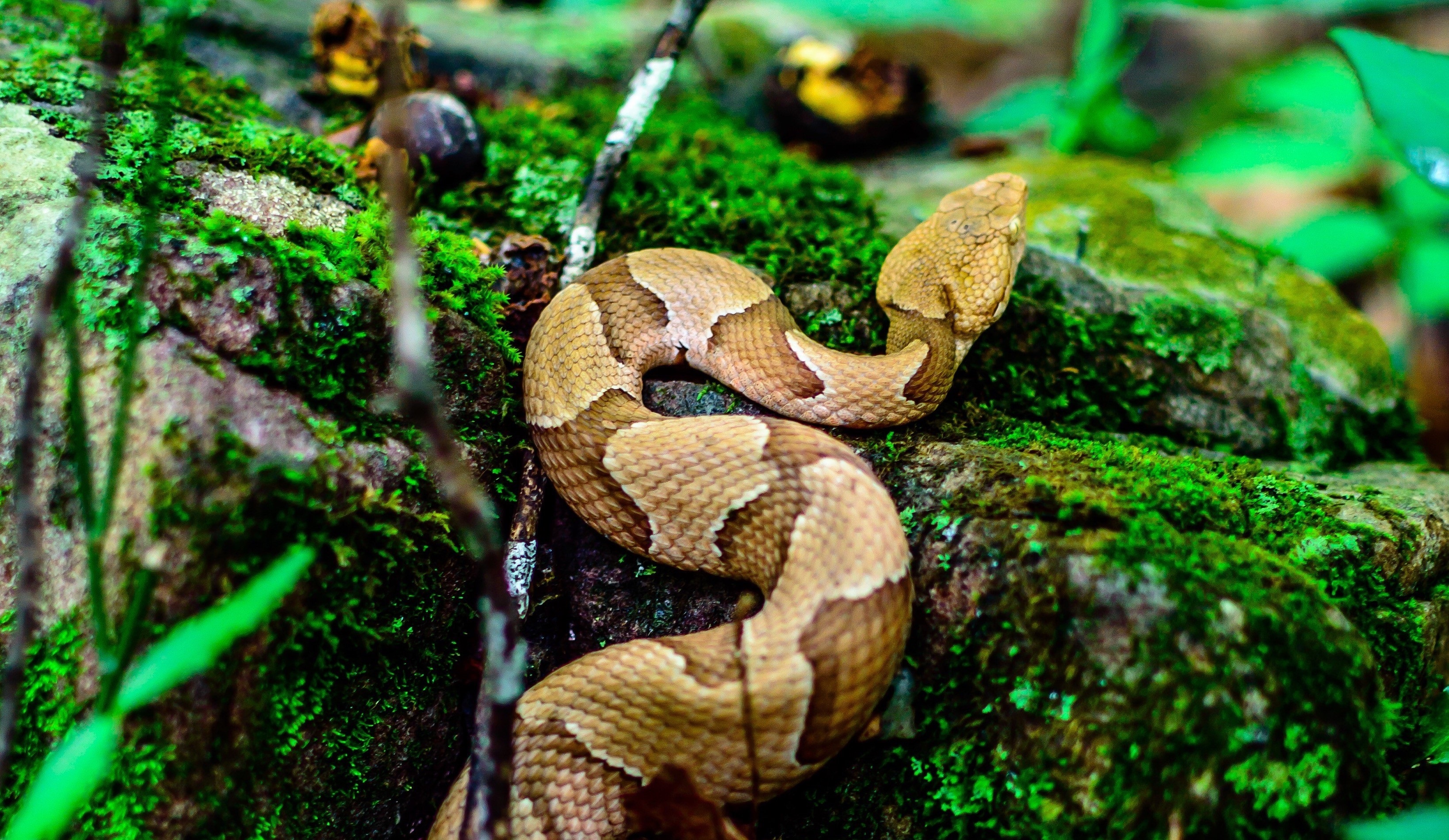 Photo of the Week Copperhead Only In Arkansas