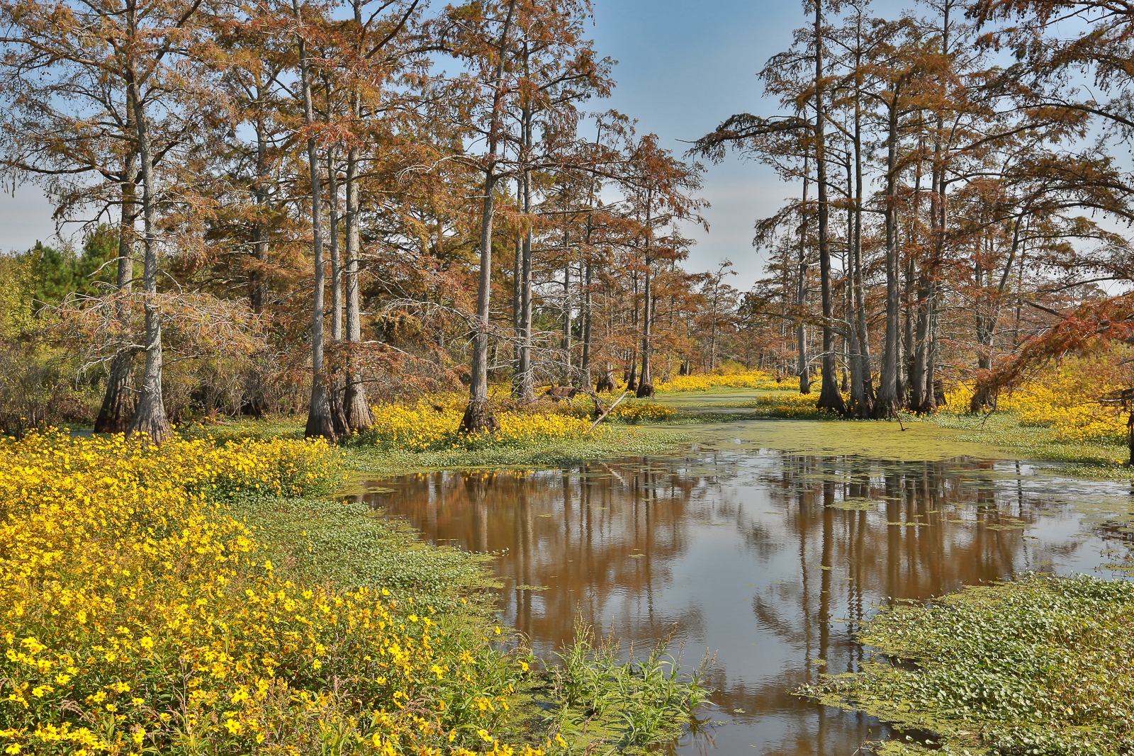 Photo of the Week Autumn Bayou Only In Arkansas