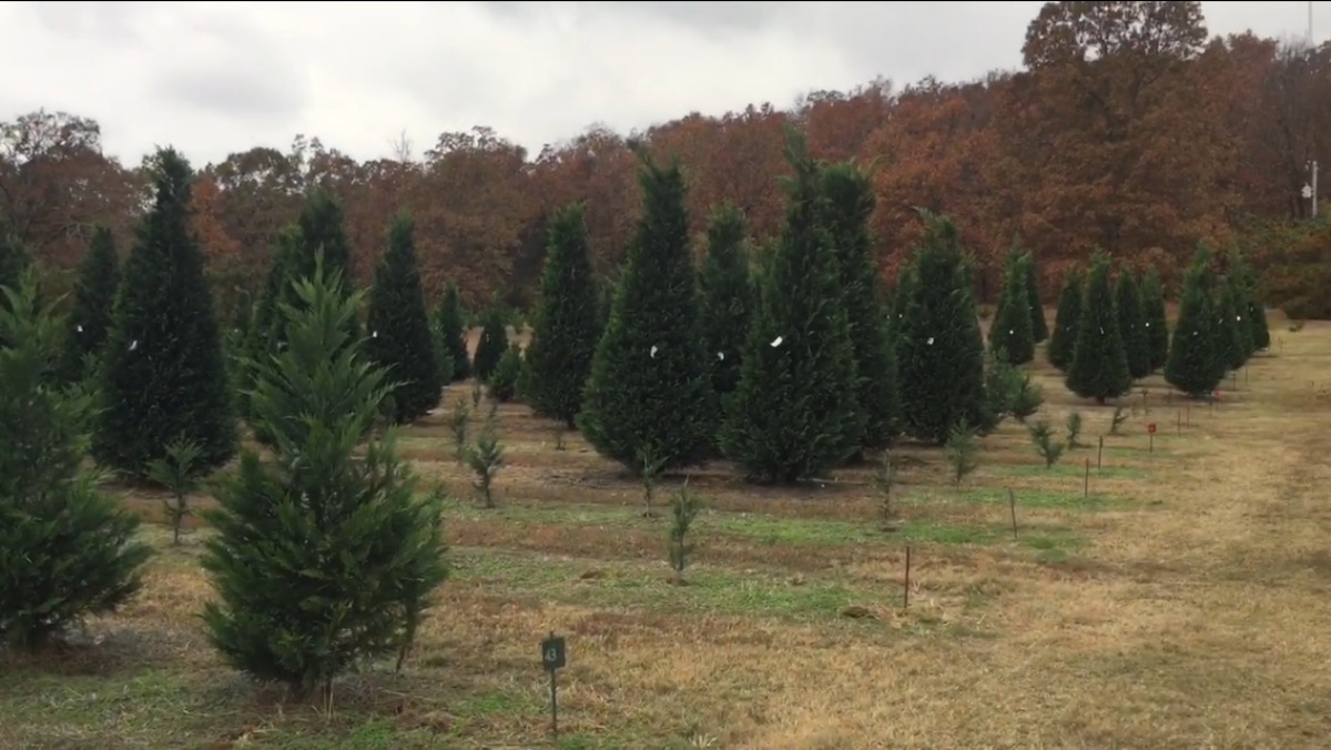 Arkansas Christmas Tree Farms