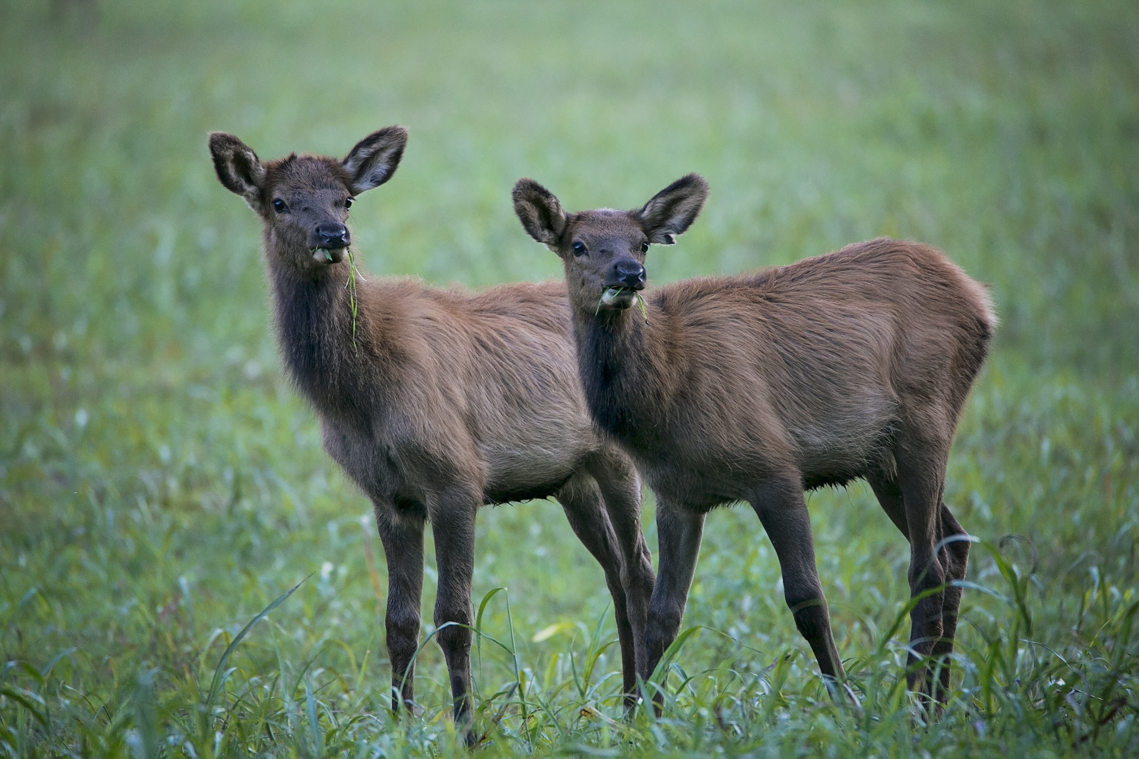 Photo of the Week Boxley Elk Babies Only In Arkansas