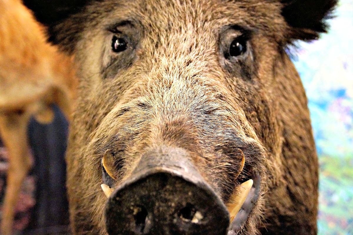 The Story Behind The Real Razorbacks Only In Arkansas
