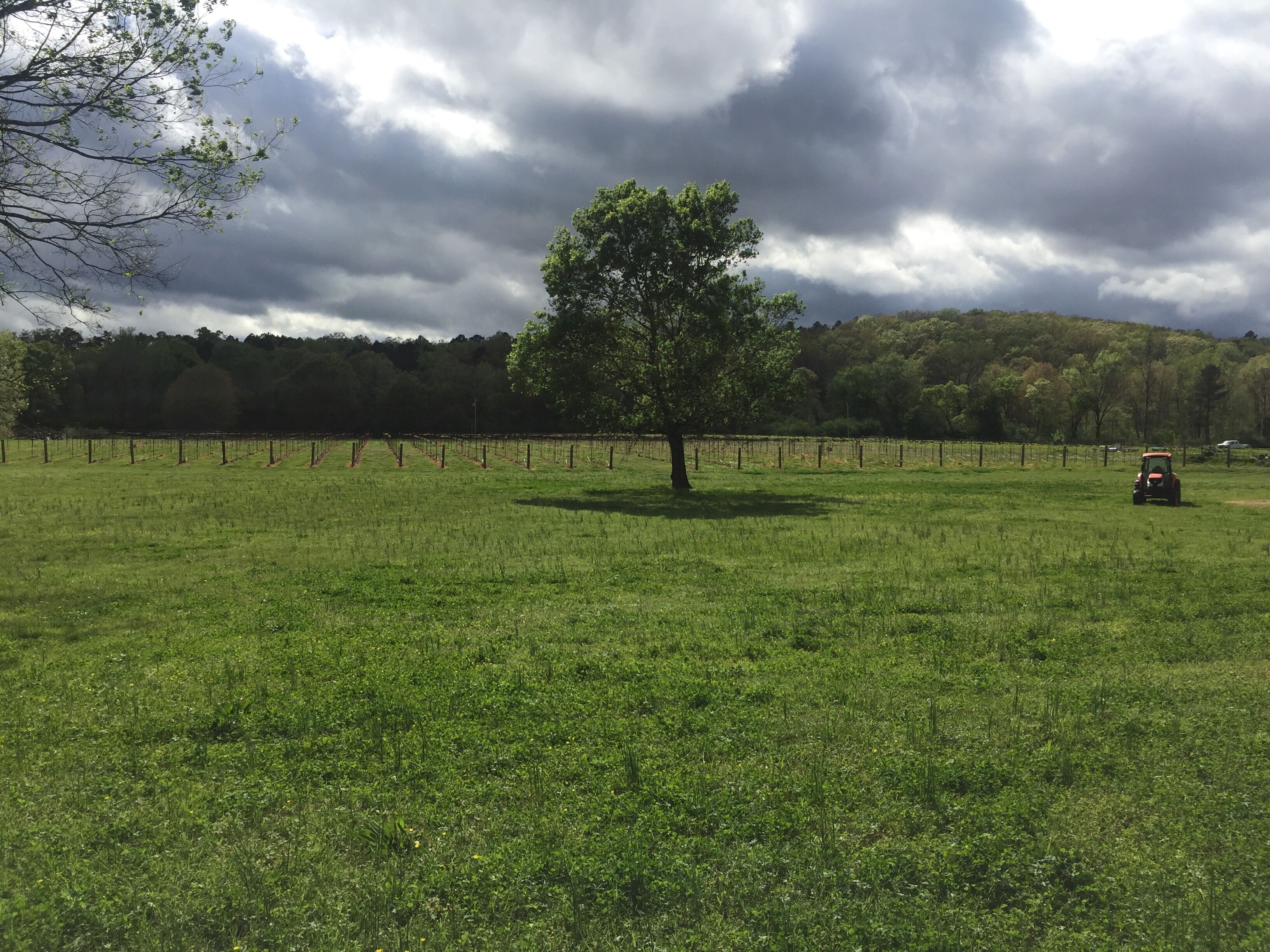 Rusty Tractor Vineyard Only In Arkansas