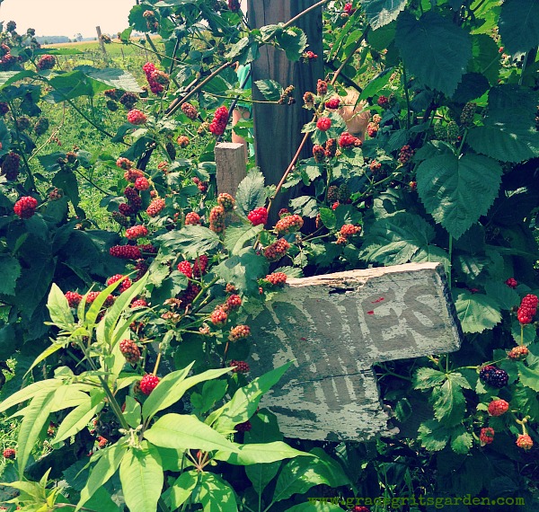whitton farms