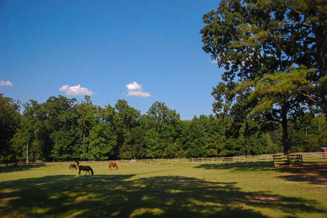 hearts and hooves-pasture, Horsing Around, Making a Difference