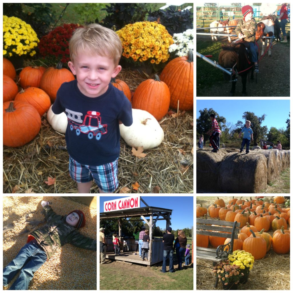 CornMaze Collage
