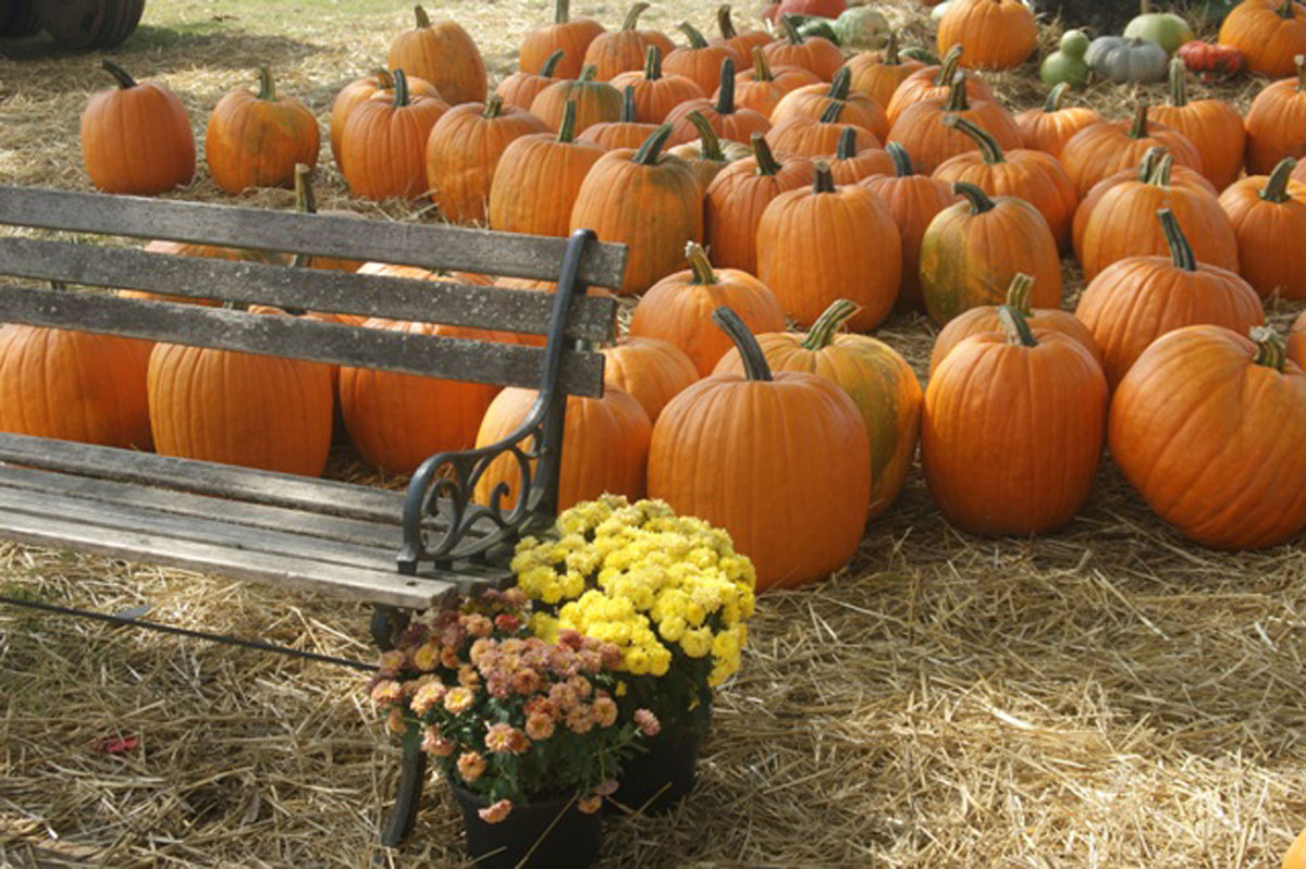 Corn Mazes and Pumpkin Patches, Only In Arkansas