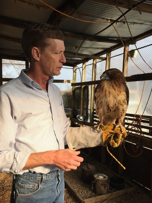 rodney paul with red tail hawk
