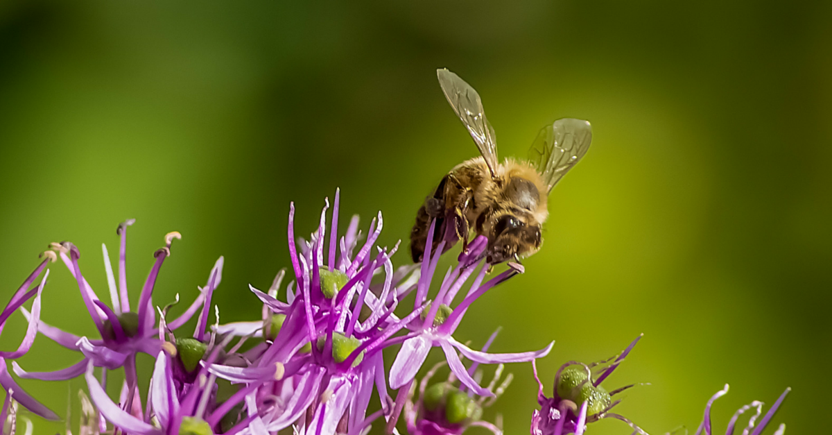 Honey Bees  University of Maryland Extension