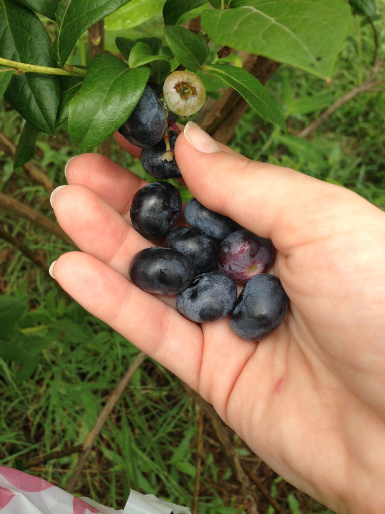 Blueberry Fields Forever Cline & Fenton’s Berry Farms in Harrison