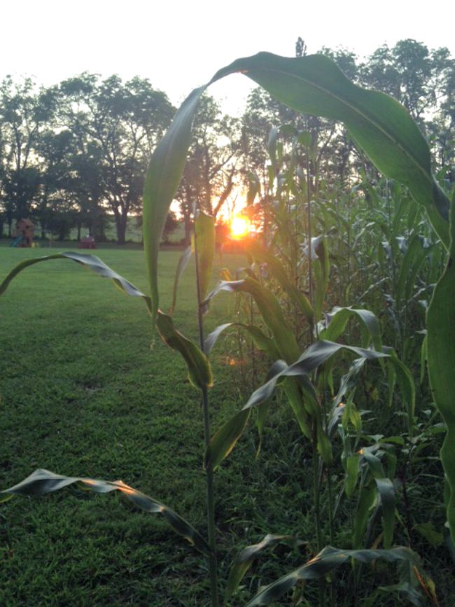 Cane Hill Corn Field