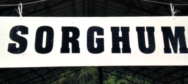 Sorghum