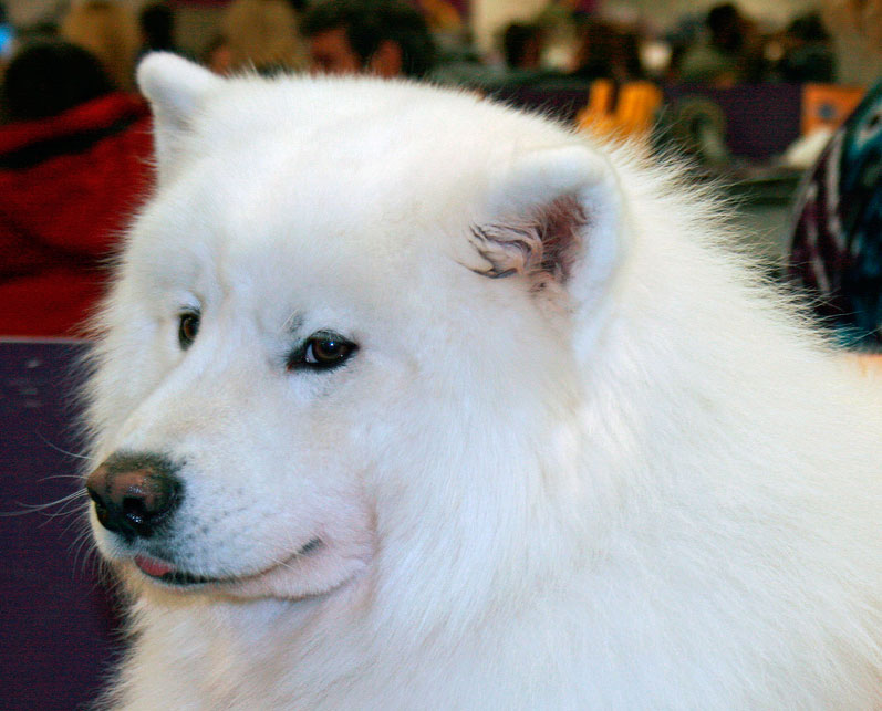 dog-show