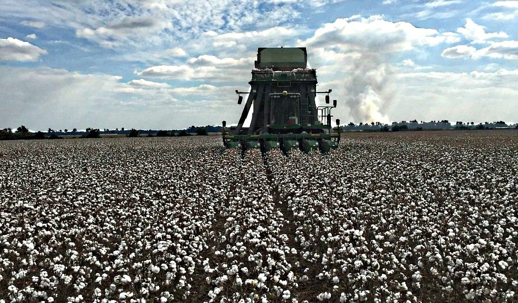 Photo of the Week Arkansas Cotton Only In Arkansas