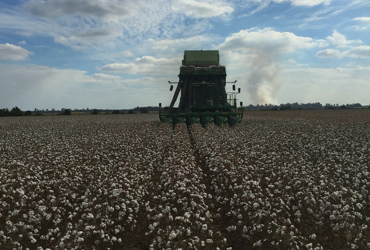 Arkansas Cotton - Only In Arkansas