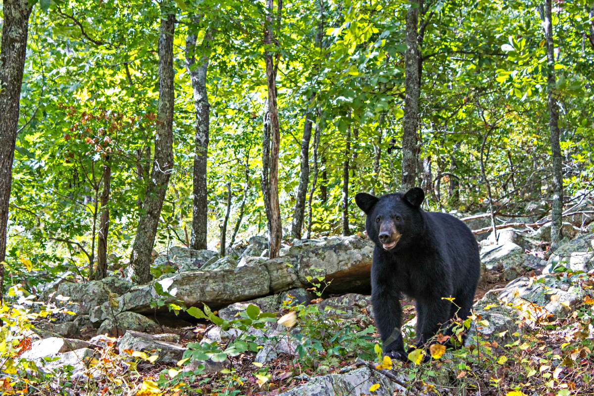 Bears in Arkansas Only In Arkansas