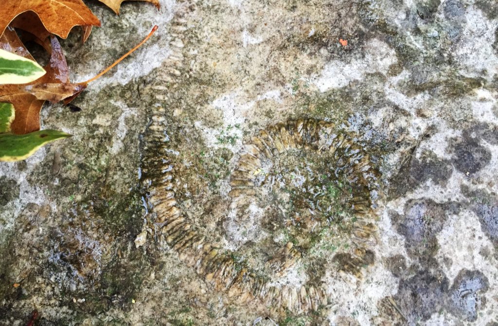 Fossils in the Ozark Mountains | Only In Arkansas