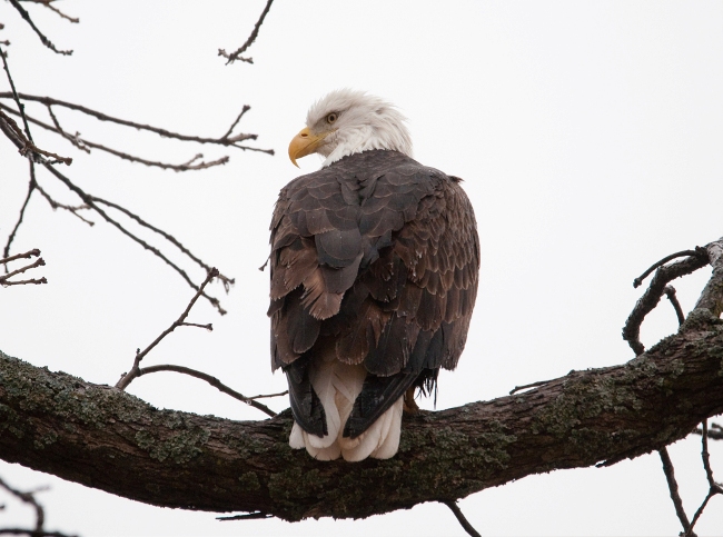 Eagle photo by Annette Rowe