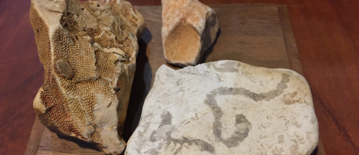 Fossils in the Ozark Mountains - Only In Arkansas