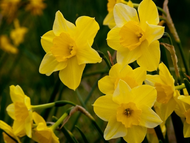48th Annual Jonquil Festival Historic Washington State Park