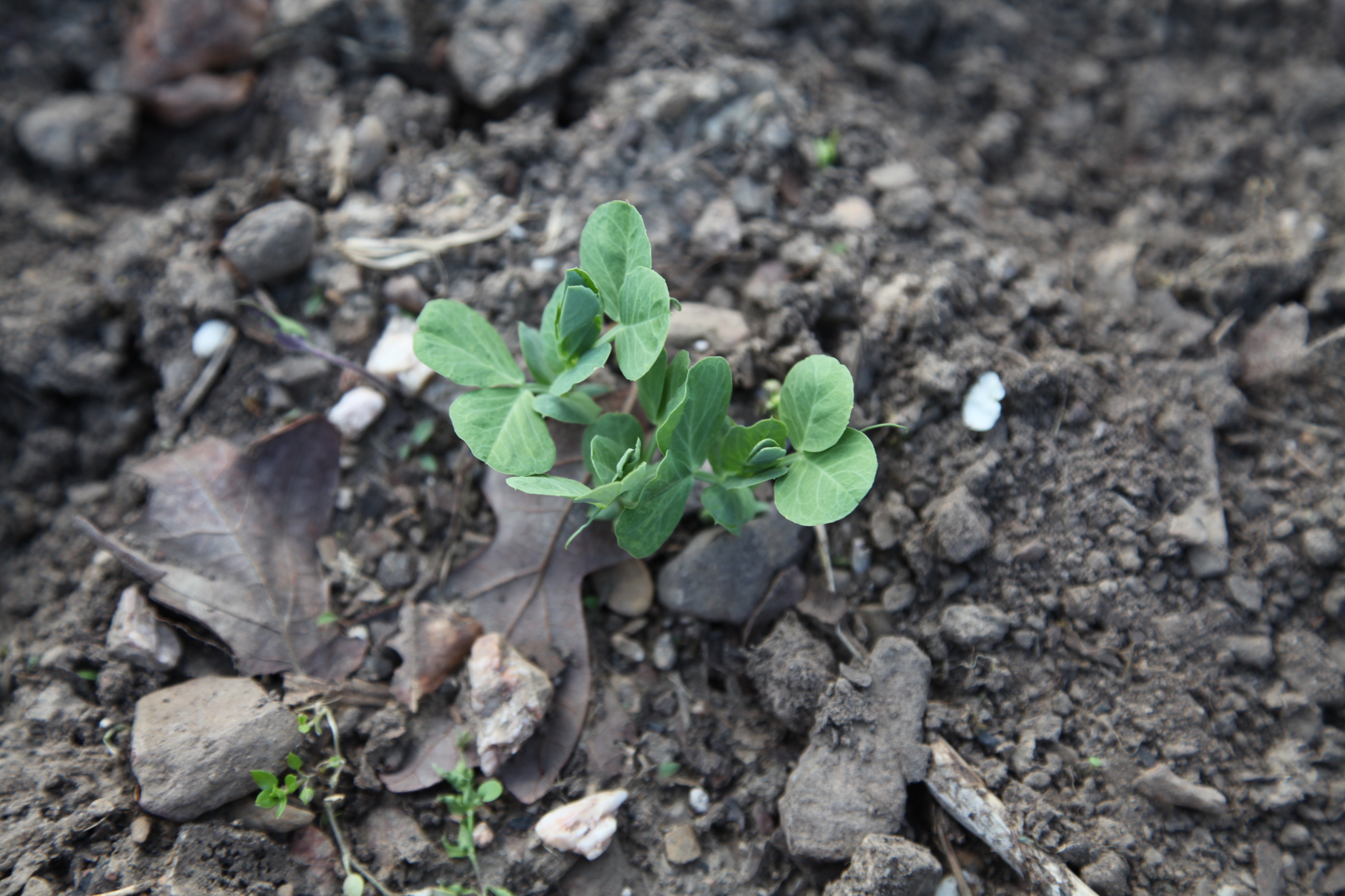 Gardening Season