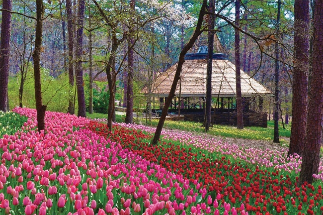 Garvan Gardens Tulips
