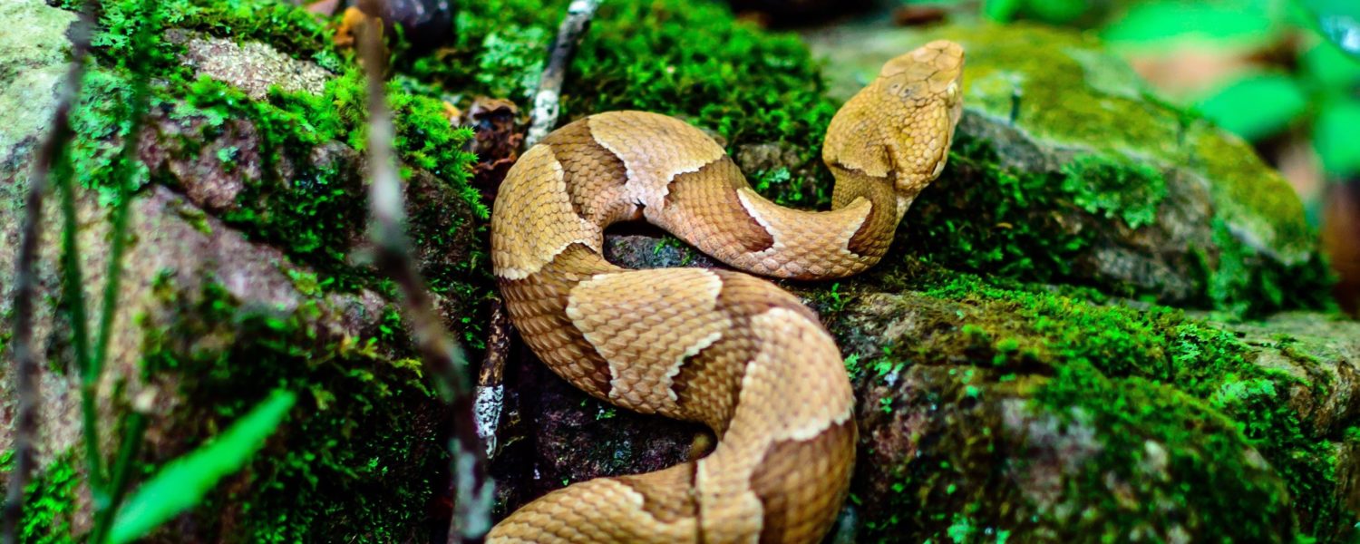 Photo of the Week Copperhead Only In Arkansas