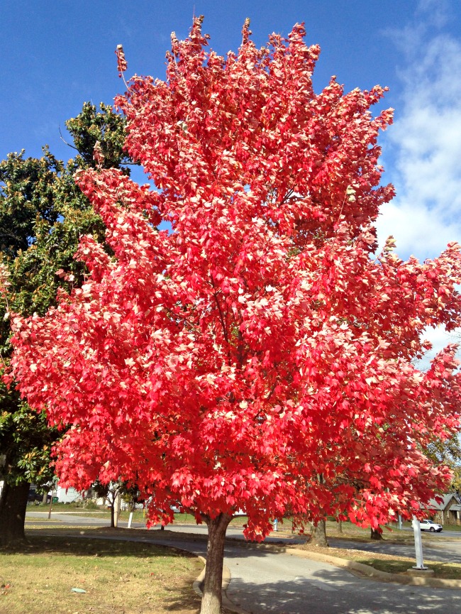 Arkansas Trees - Only In Arkansas