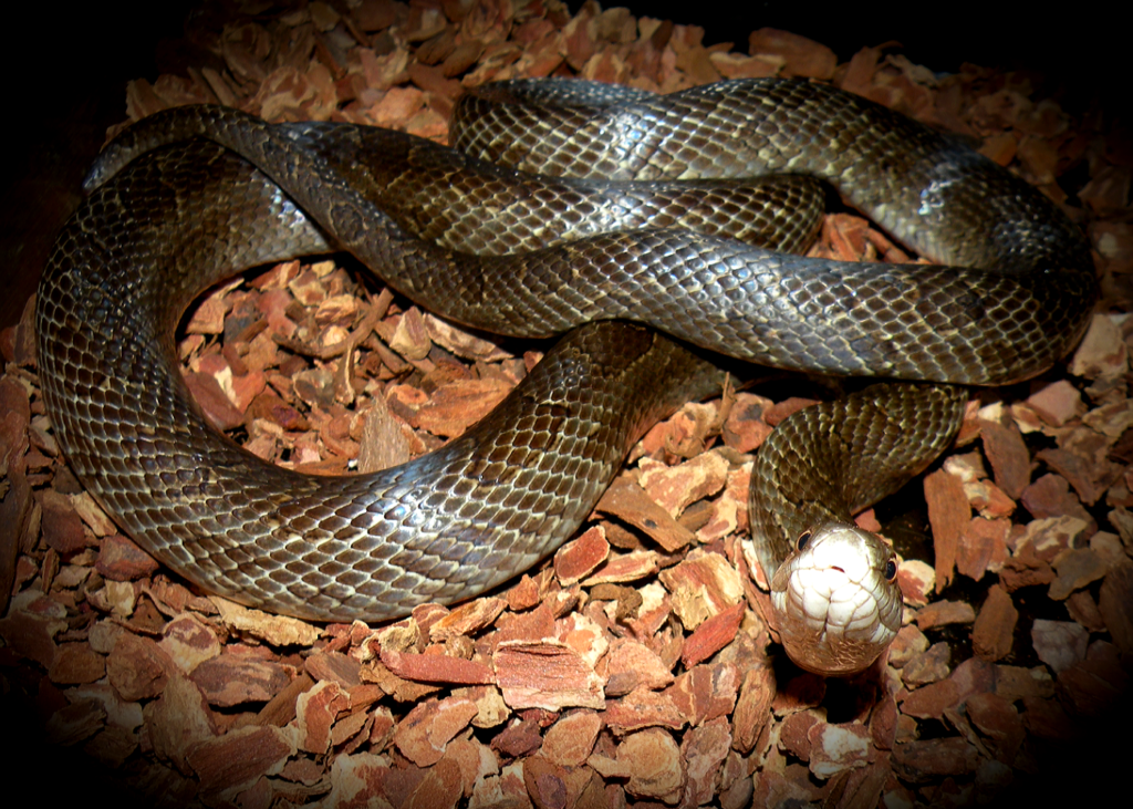 Snakes In Arkansas Breaking Down Barriers Only In Arkansas   Snakes2 1024x731 