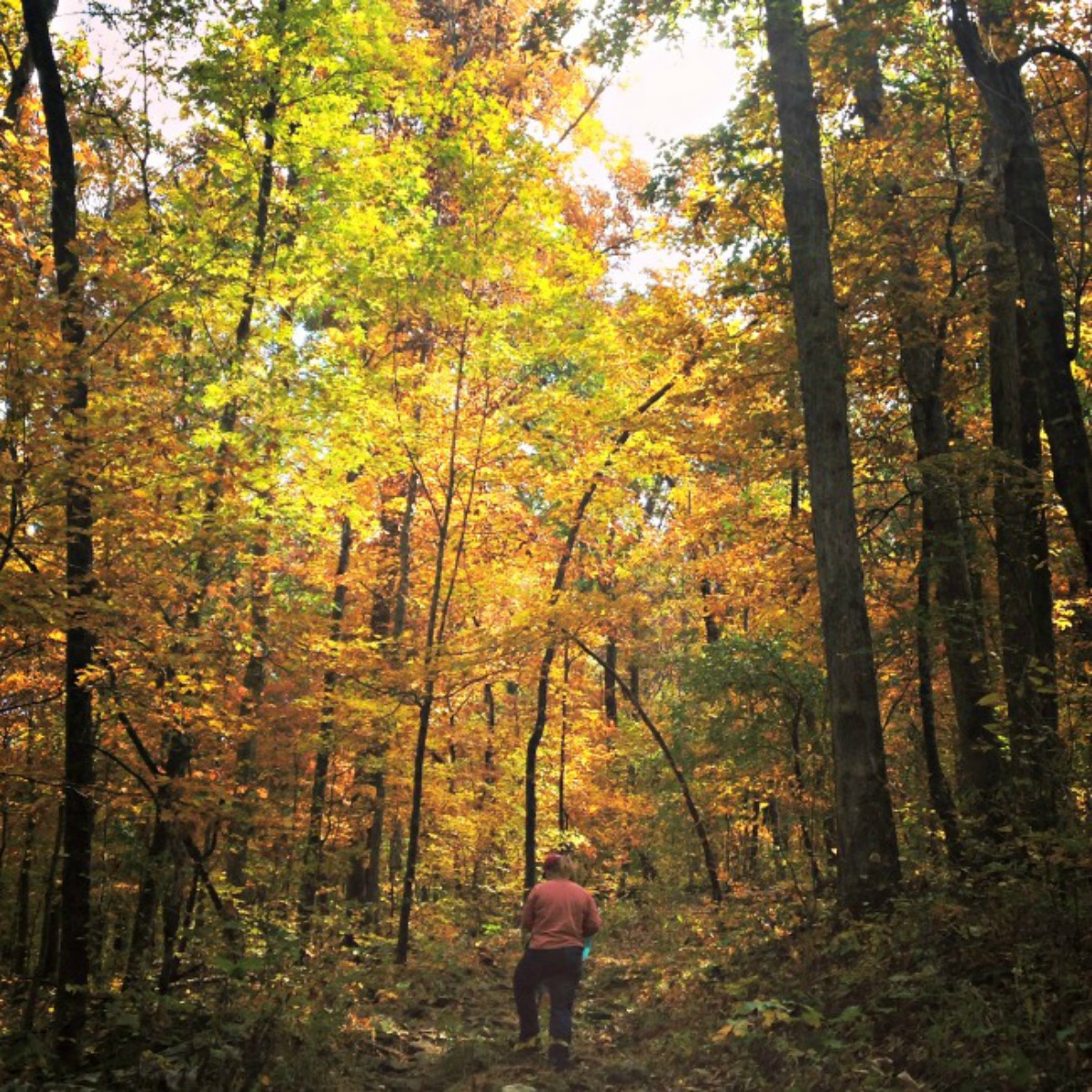 arkansas-trees-only-in-arkansas