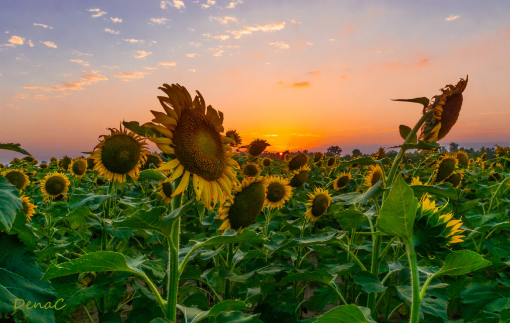 Photo of the Week: Sunflowers Sunset - Only In Arkansas