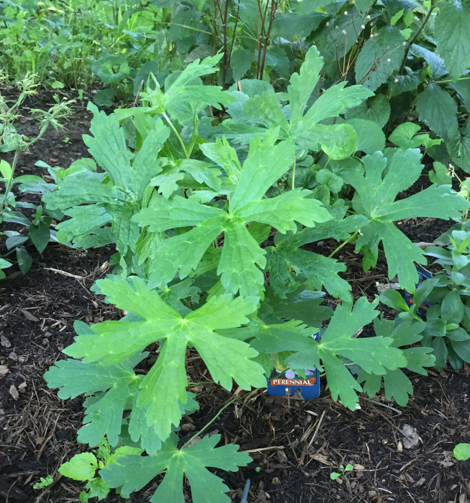 Growing Native Plants In The Arkansas Landscape Only In