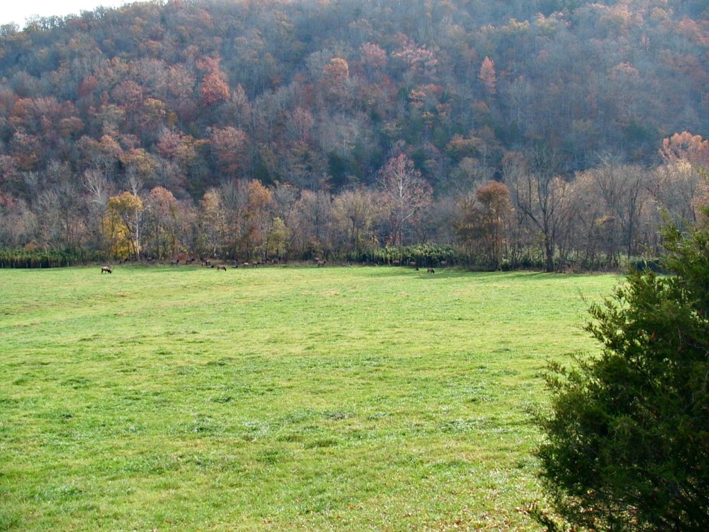 Arkansas Elk Only In Arkansas