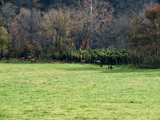 grazing-elk