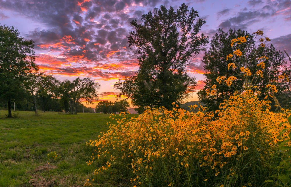 Photo of the Week October Wildflowers Only In Arkansas