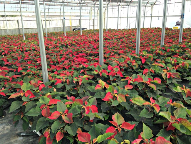 westwood-garden-poinsettias