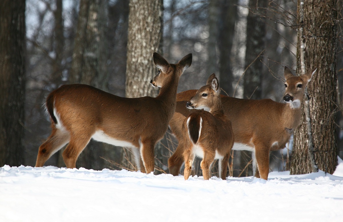 arkansas-hunters-feeding-the-hungry-only-in-arkansas