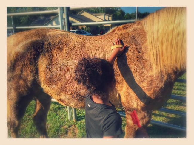 horses-swr