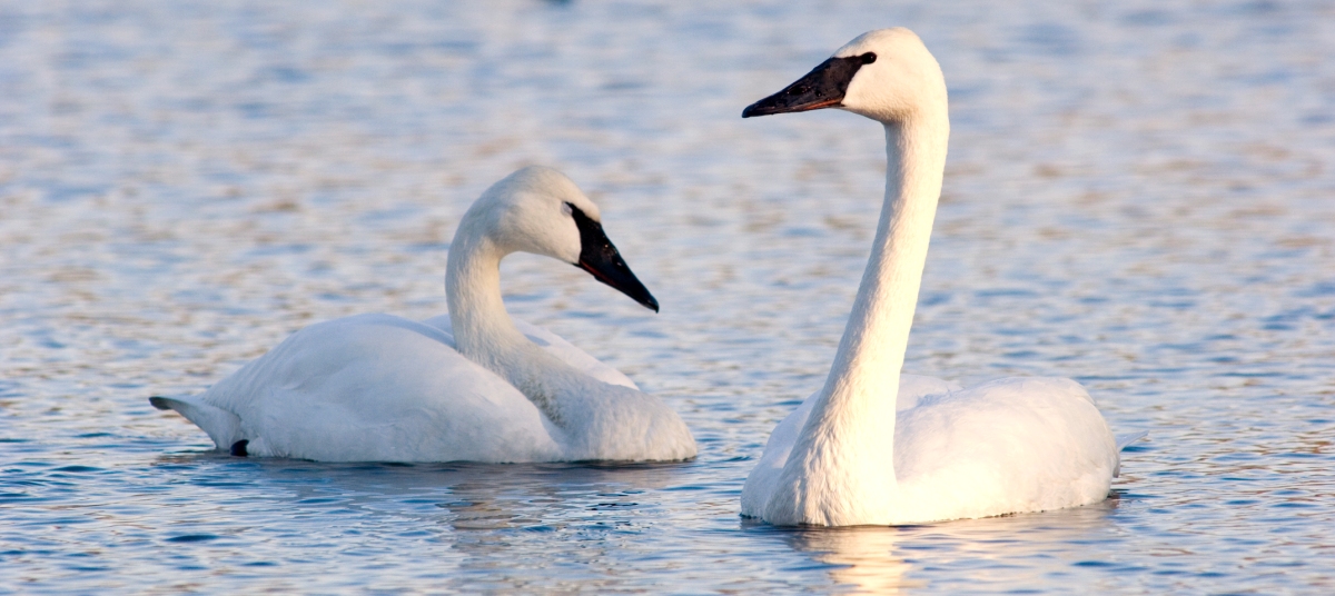 Resolution Weekend Planner Only In Arkansas