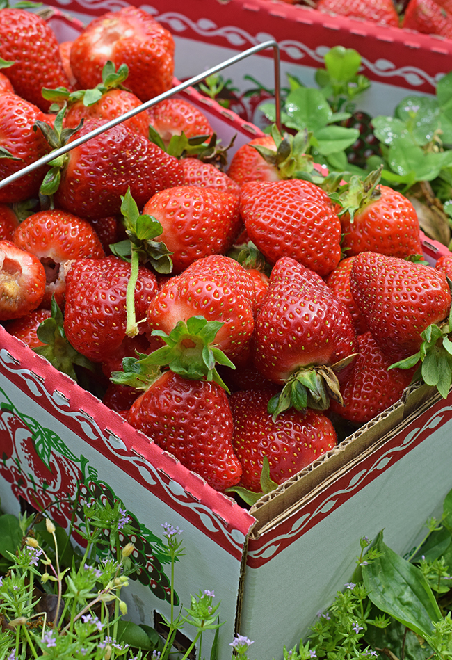 Great Places to Pick Strawberries in Arkansas Only In Arkansas