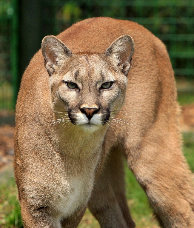 Sharing The Trails With Arkansas Wildlife - Only In Arkansas