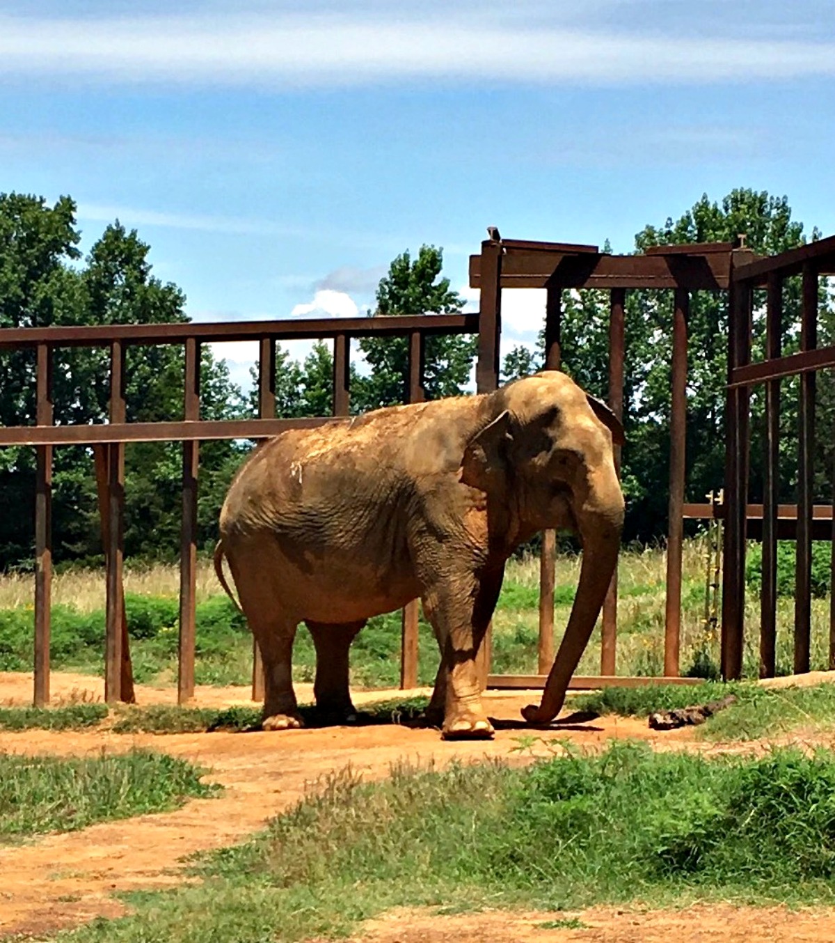 Experience Elephants in Arkansas Only In Arkansas