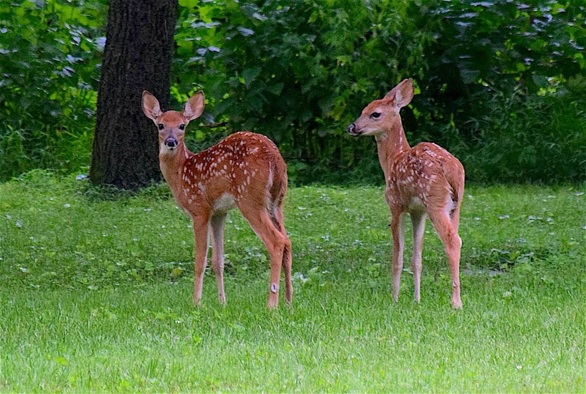 Sharing the Trails with Arkansas Wildlife - Only In Arkansas