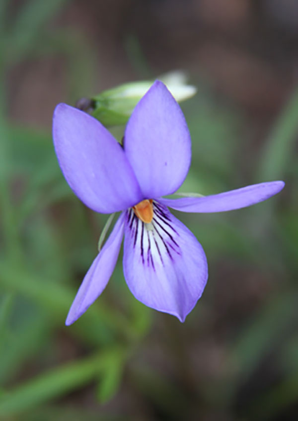 Wildflowers of Arkansas - Only In Arkansas