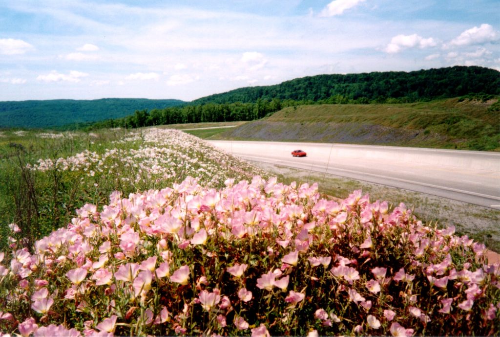 Arkansas Wildflowers by Don Kurz