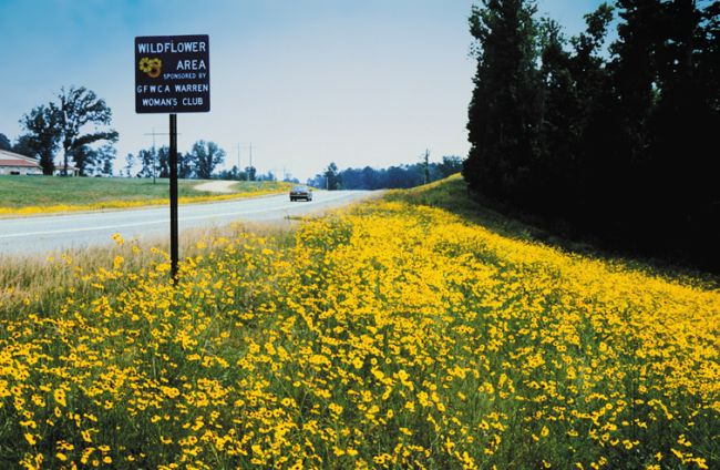 Wildflowers of Arkansas | Only In Arkansas