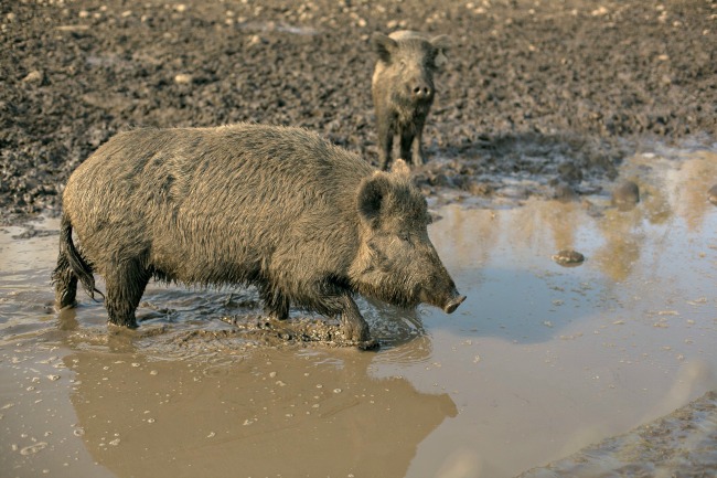 The Story Behind The Real Razorbacks Only In Arkansas