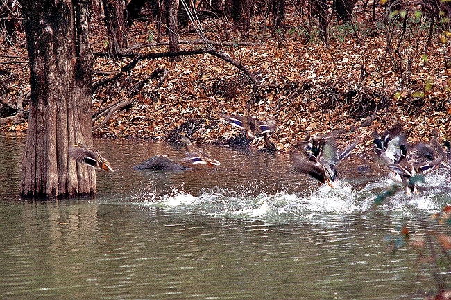 Last of the Wild Places: Arkansas National Wildlife Refuges - Only In