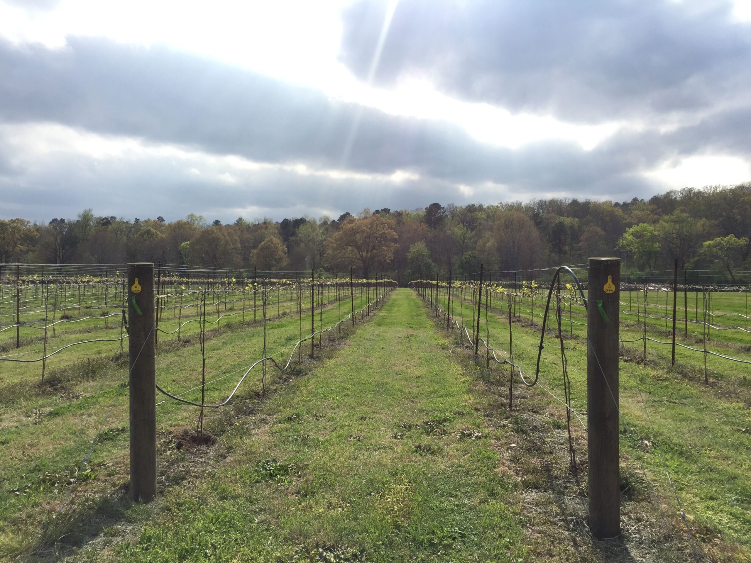 Rusty Tractor Vineyard Only In Arkansas