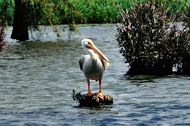 Native Birds of Arkansas - Only In Arkansas